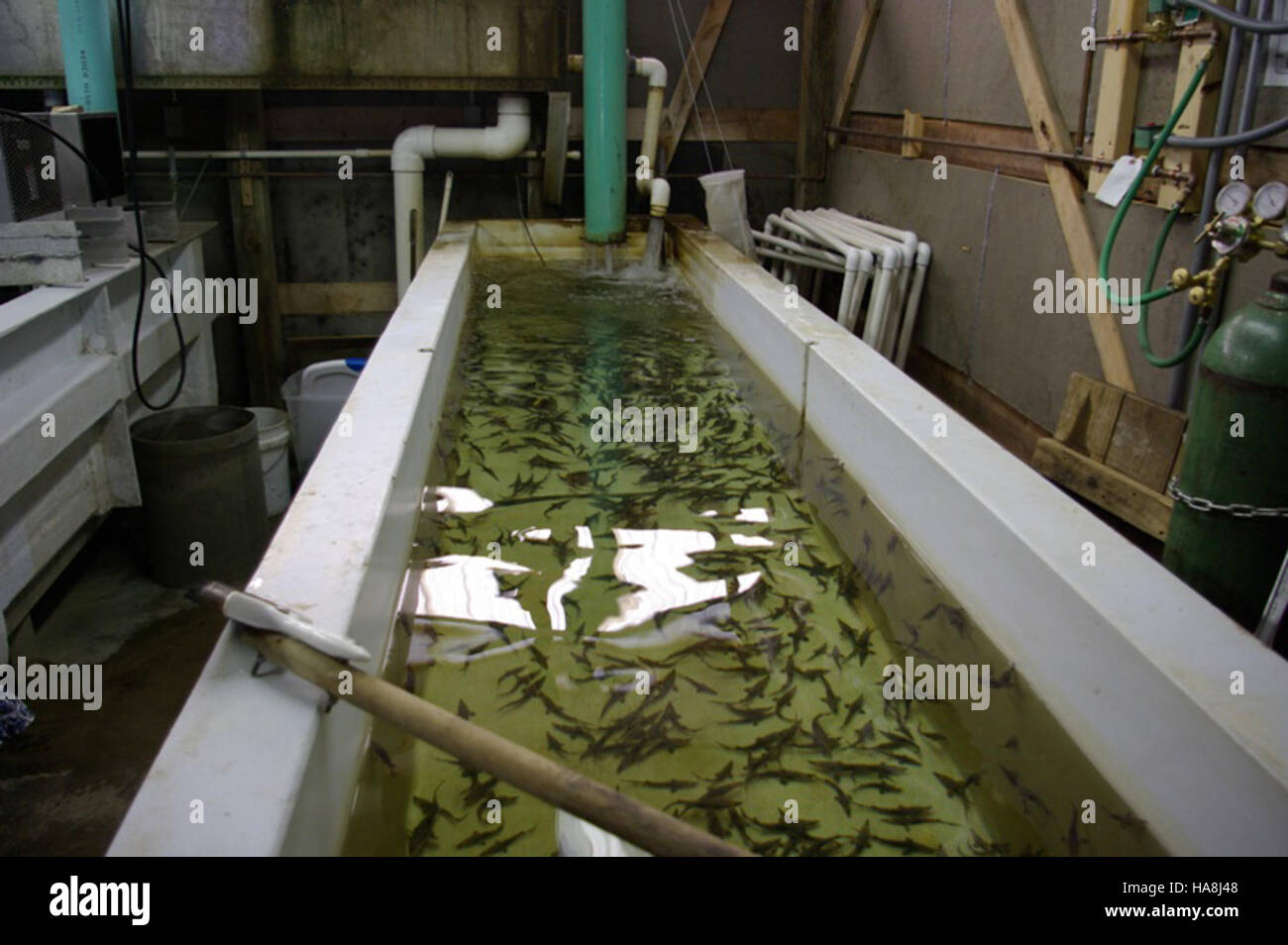 usfwsmidwest 5866884597 Sturgeon Raised at Genoa National Fish Hatchery Stock Photo
