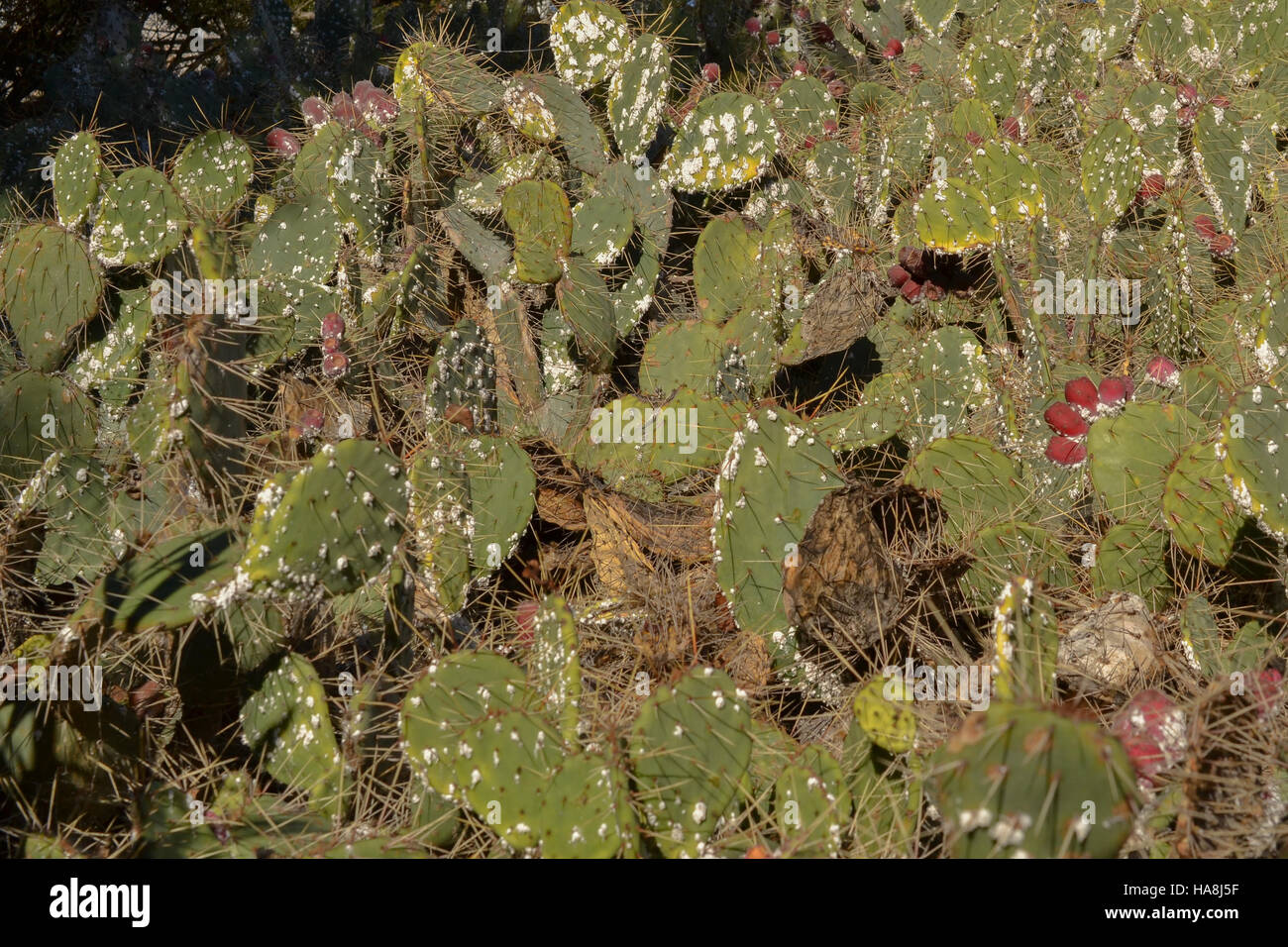 Prickly cactus (Opuntia phaeacantha) infested with cochineal scale insects Stock Photo