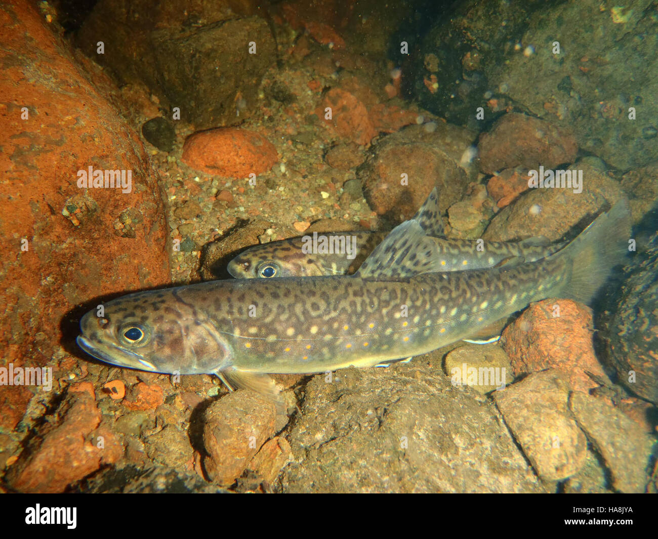 Coldwater species hi-res stock photography and images - Alamy