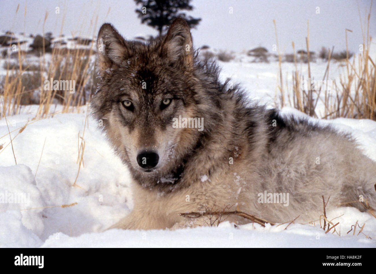 The gray wolf, a key species in many national parks, plays an important ...