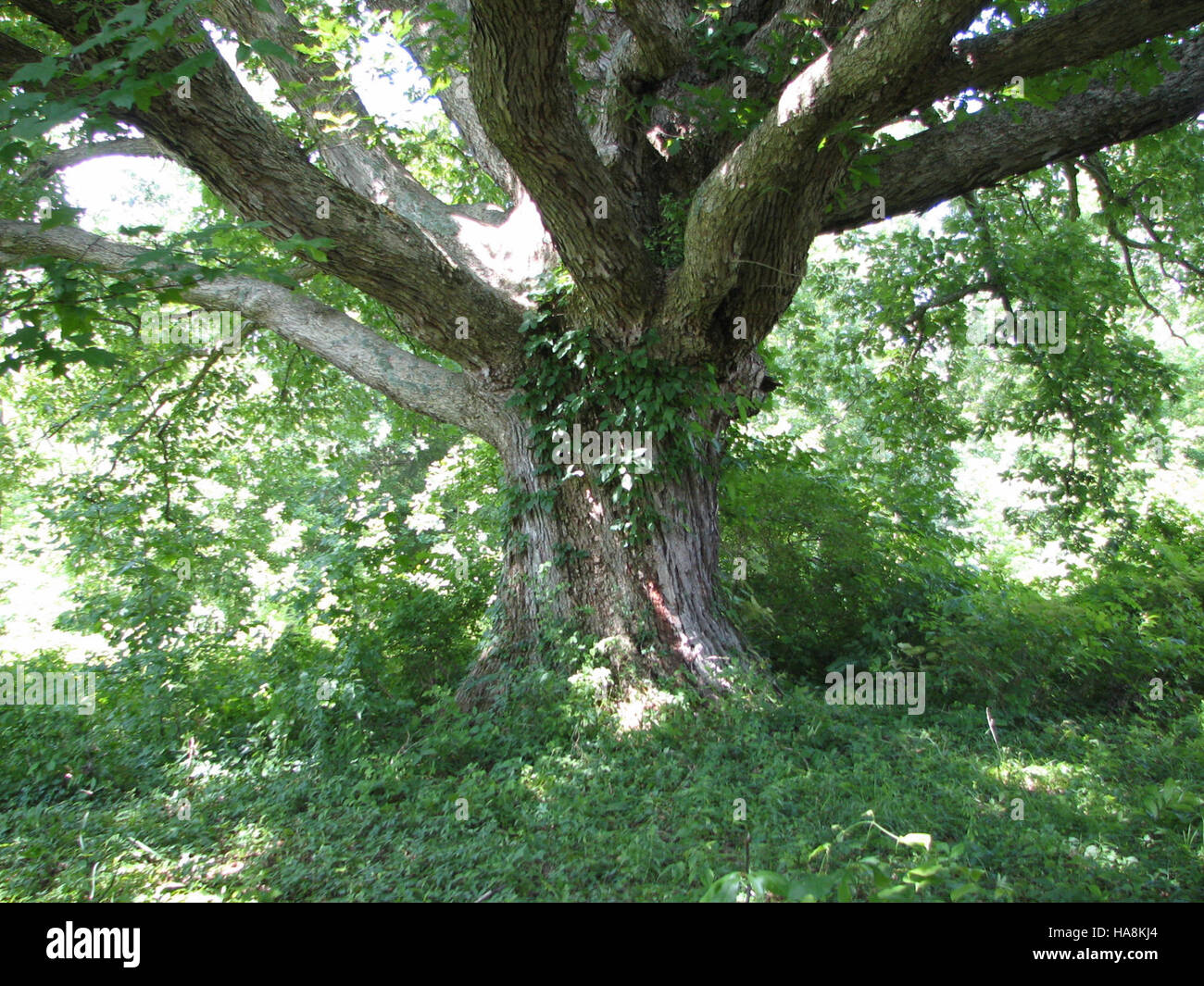 Big Oaks National Wildlife Refuge, located in the Midwest, serves as an ...