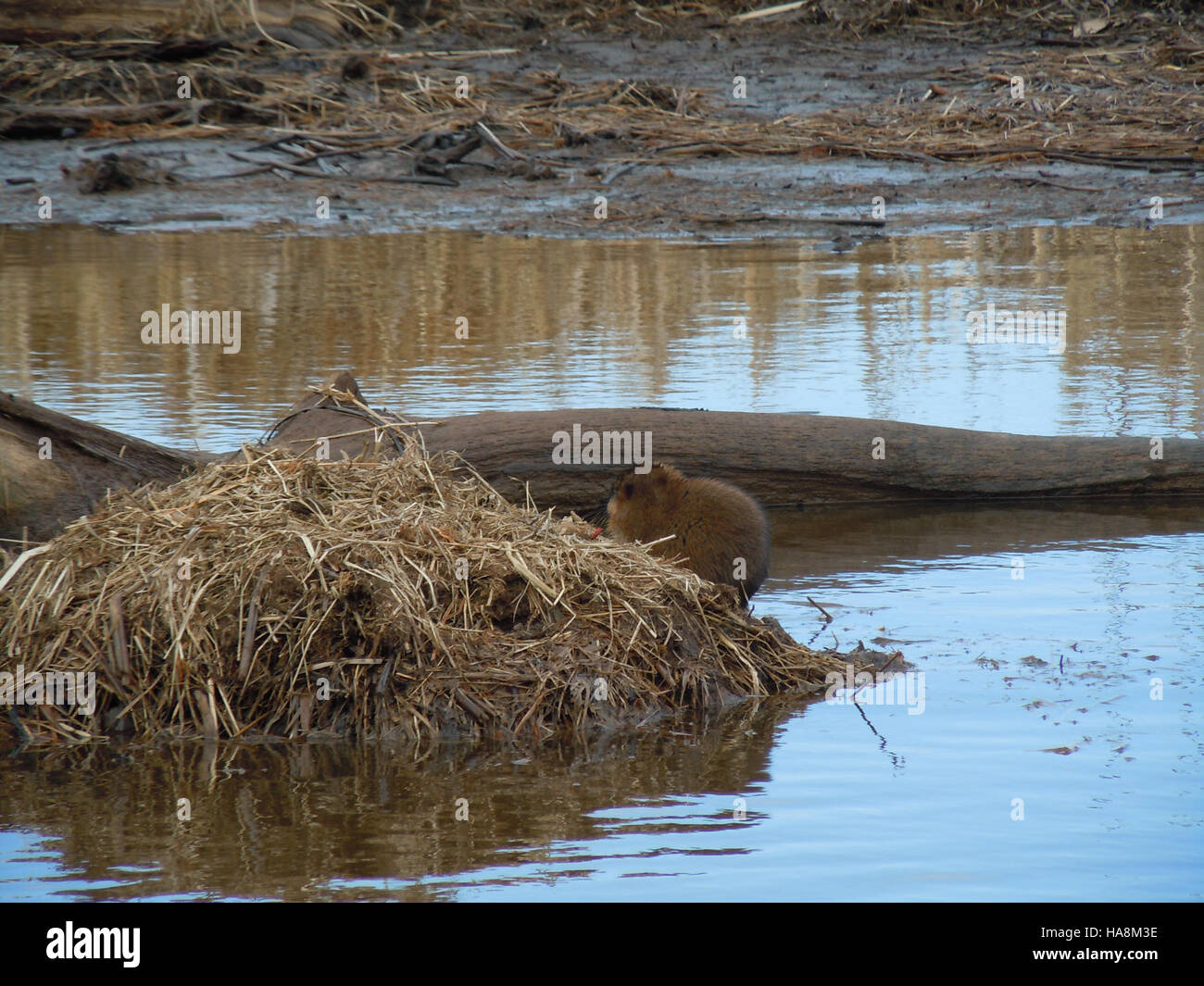 usfwsmidwest 7644743492 Muskrat in Sloughs Stock Photo Alamy