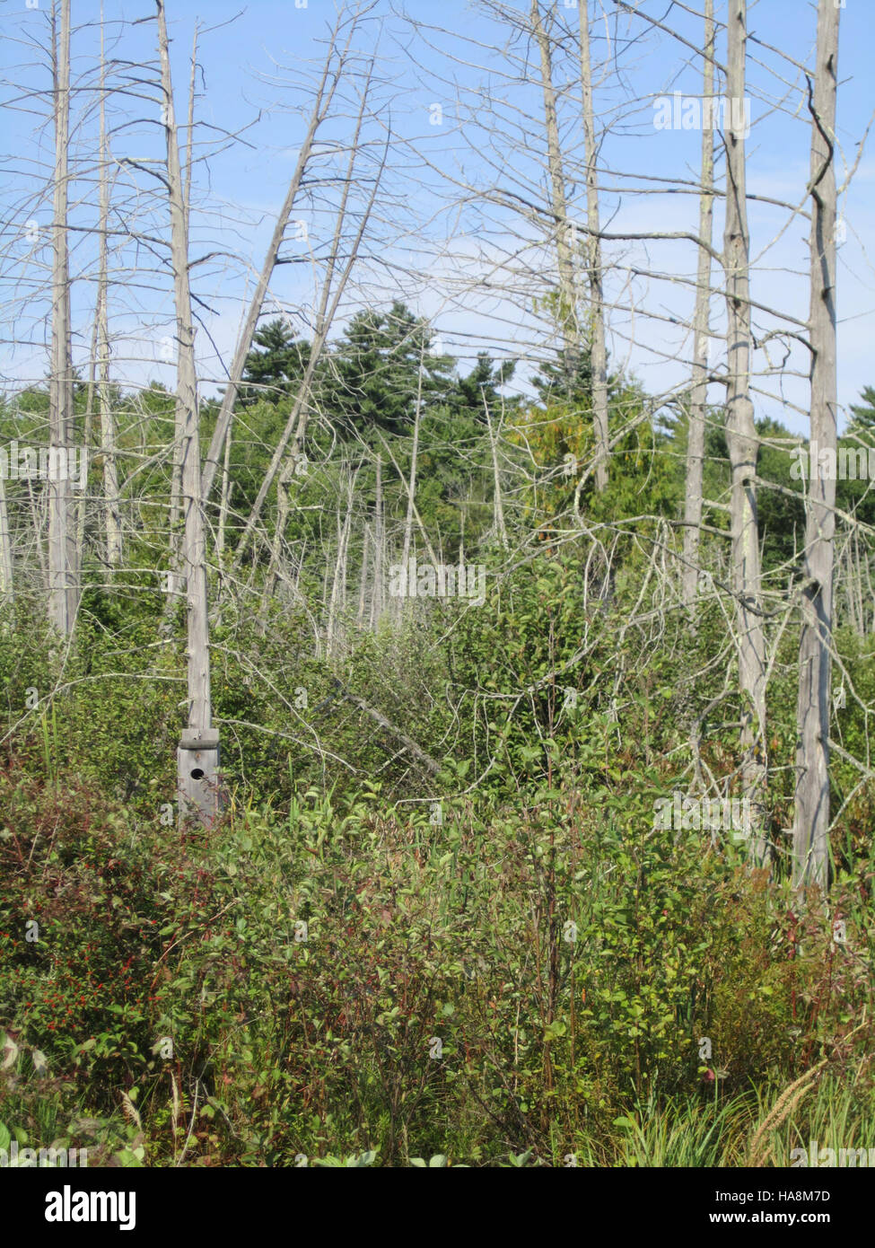 A wood duck house at a National Park provides critical nesting habitat ...