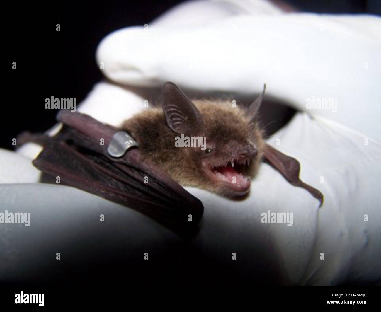 usfwsmidwest 8781418423 Little brown bat about to be released Stock