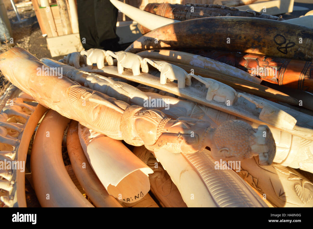 Wildlife poaching and trafficking hi-res stock photography and images ...