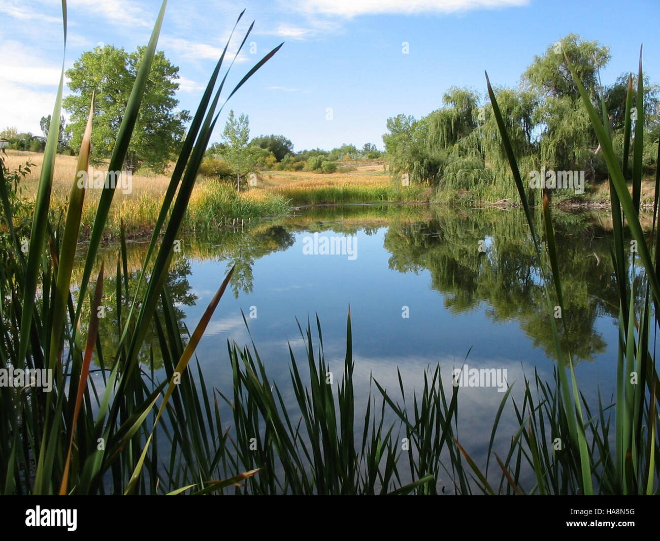 Friends Pond, located in a national park, is a tranquil waterbody that ...