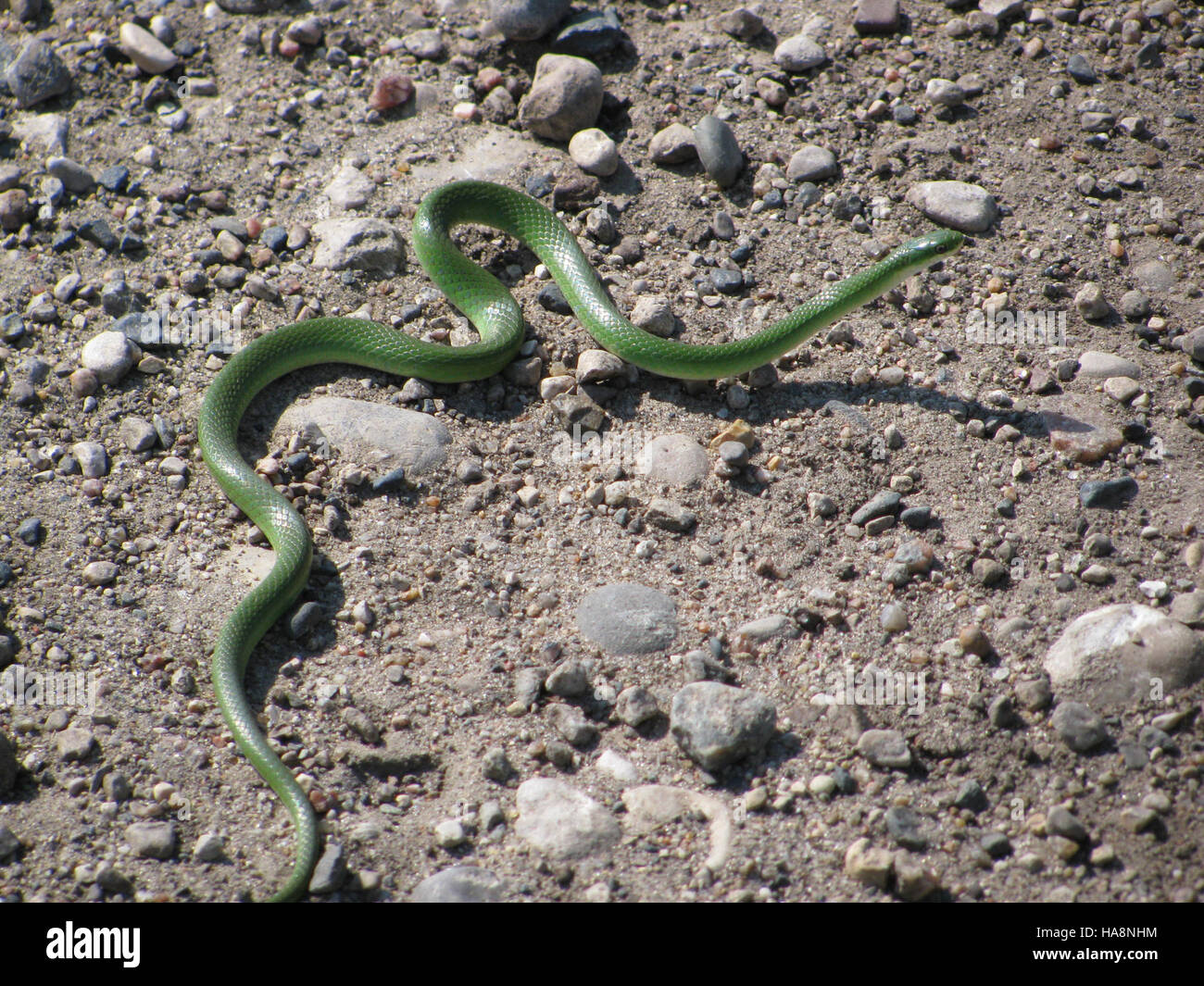 usfwsmtnprairie 11856962215 Smooth Green Snake Stock Photo