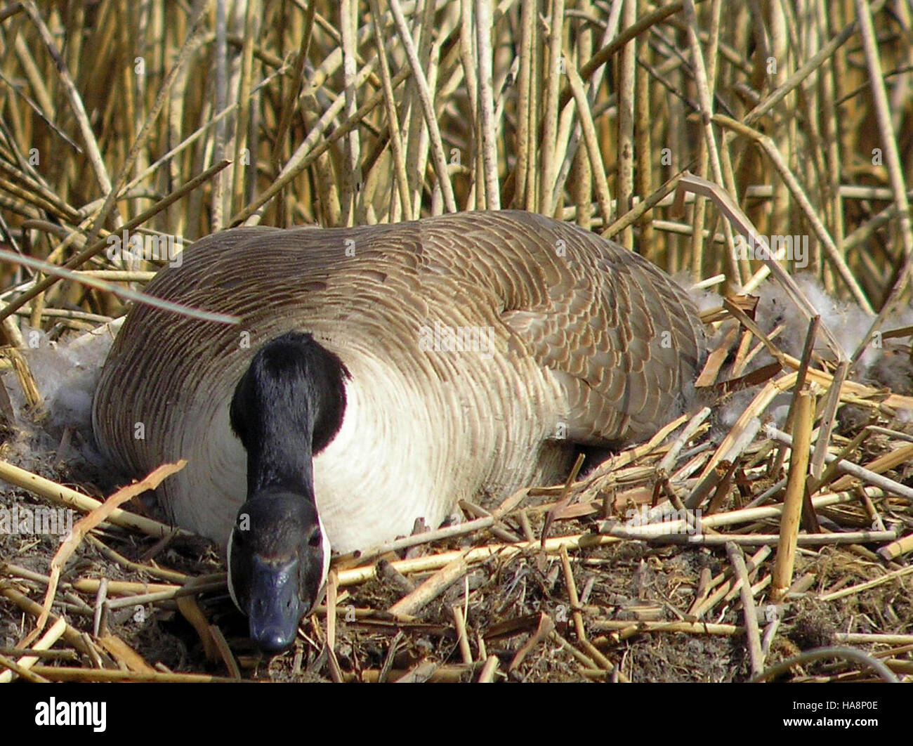 Canada geese are observed nesting on a muskrat house in Lacreek ...