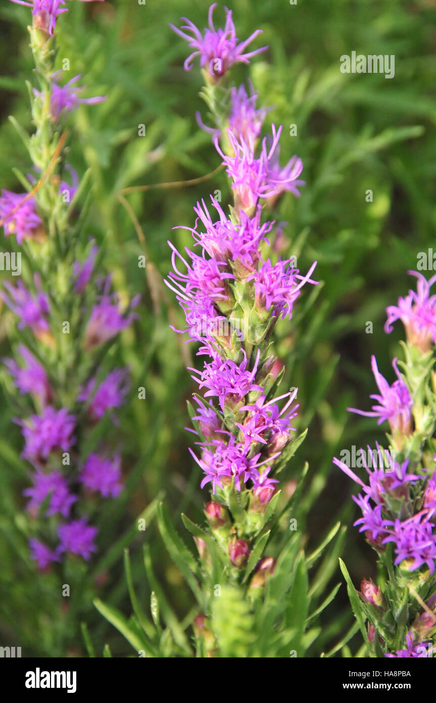 usfwsmtnprairie 13454008014 Blazingstar (Liatris punctata) on Lacreek National Wildlife Refuge Stock Photo