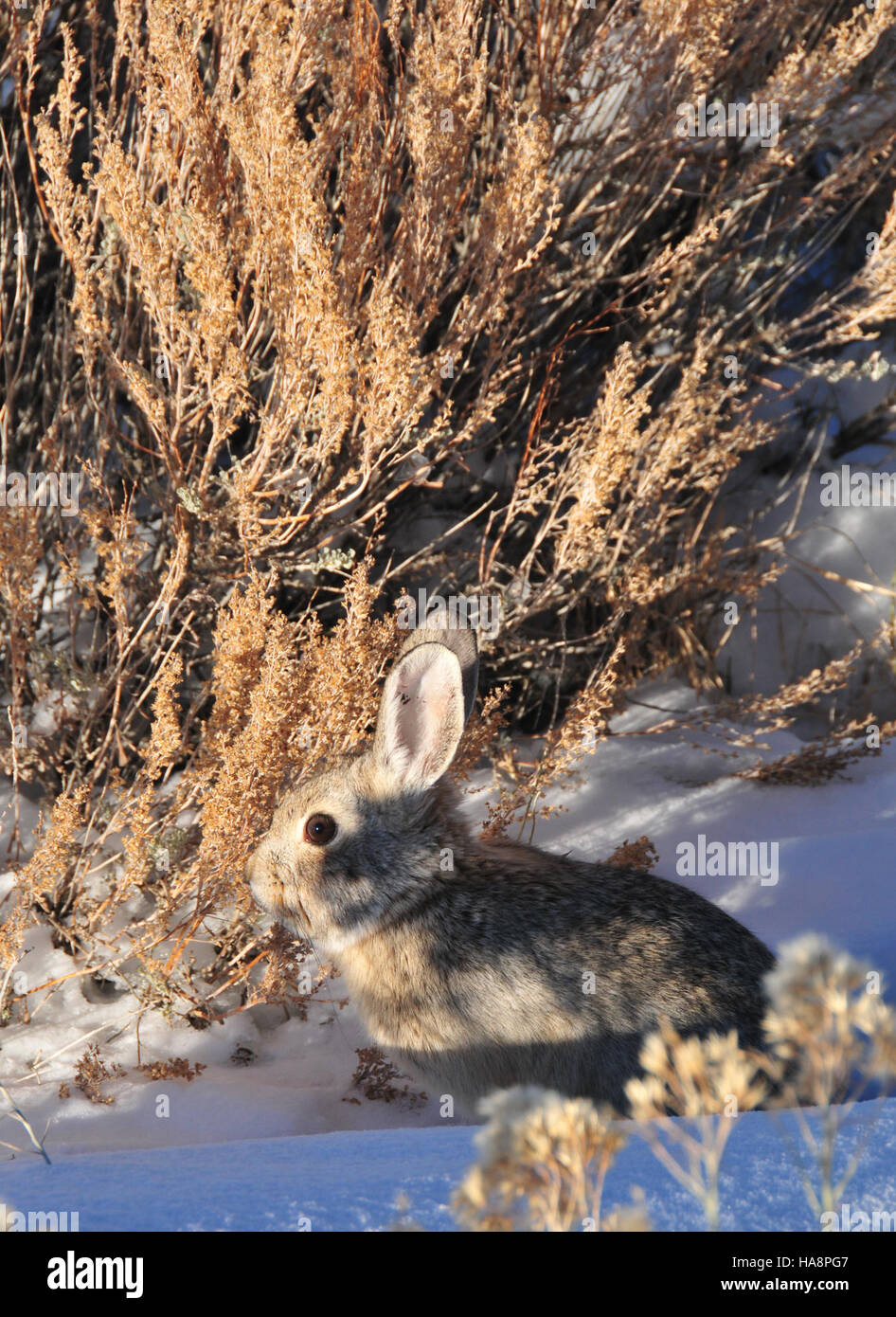 usfwsmtnprairie 13677134513 Pygmy Rabbit (Sylvilagus idahoensis) Seedskadee NWR 02 Stock Photo