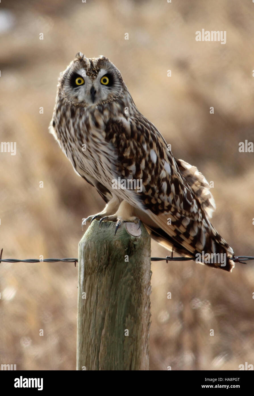 This striking image, titled 'A Piercing Gaze,' depicts a powerful and intense gaze. The photograph captures the emotional depth and strength conveyed through the subject’s eyes, creating an evocative visual narrative. Stock Photo
