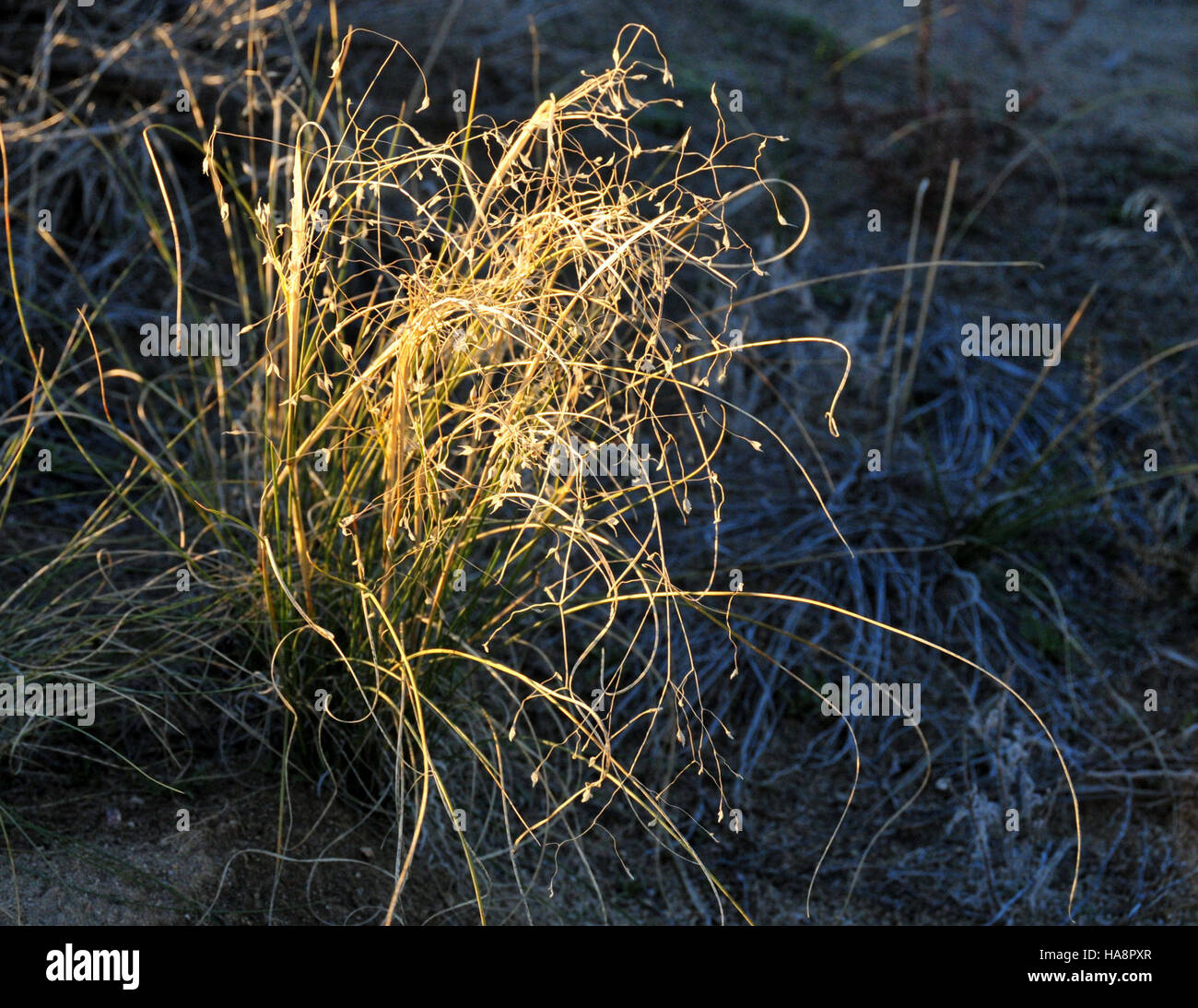 usfwsmtnprairie 14092052784 Indian ricegrass (Oryzopsis hymenoides) Stock Photo