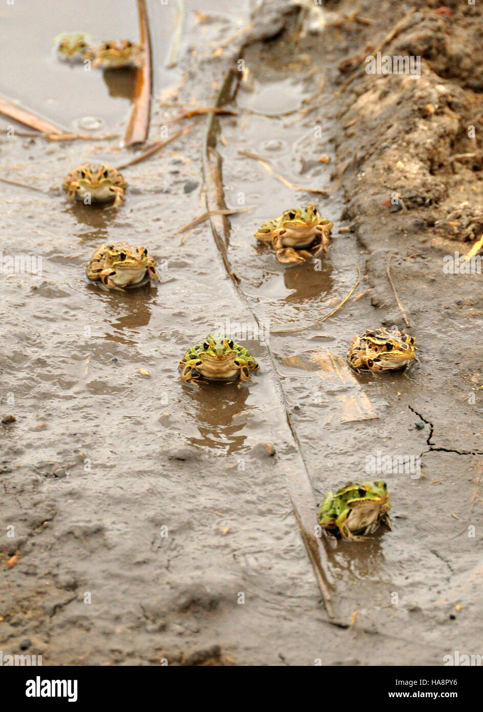 Local frog species hi-res stock photography and images - Alamy