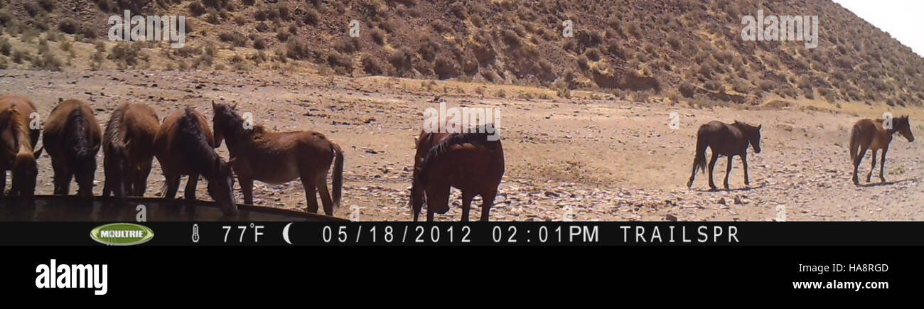 Wild horses in the Jackson Mountains Herd Management Area (HMA) of ...