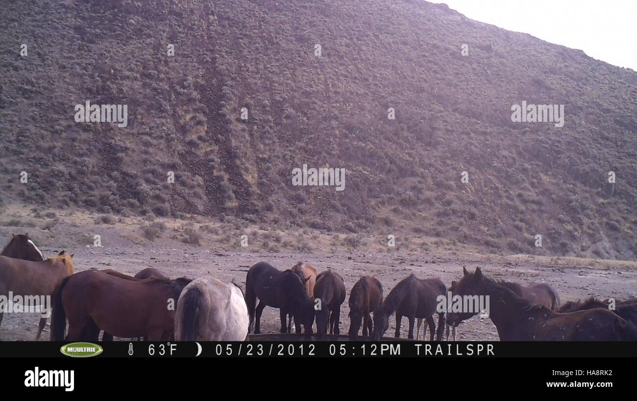 blmnevada 7160558359 Jackson Mountain HMA Wildlife Camera Captures Horse Body Condition - May 2012 Stock Photo