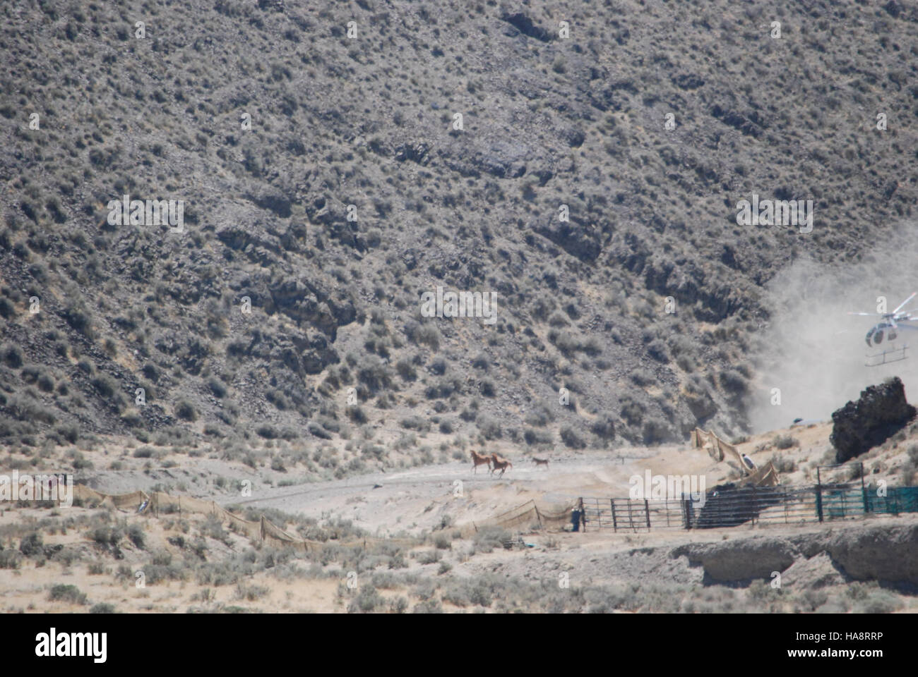 An image from Day Three of the Jackson Mountains HMA emergency wild ...