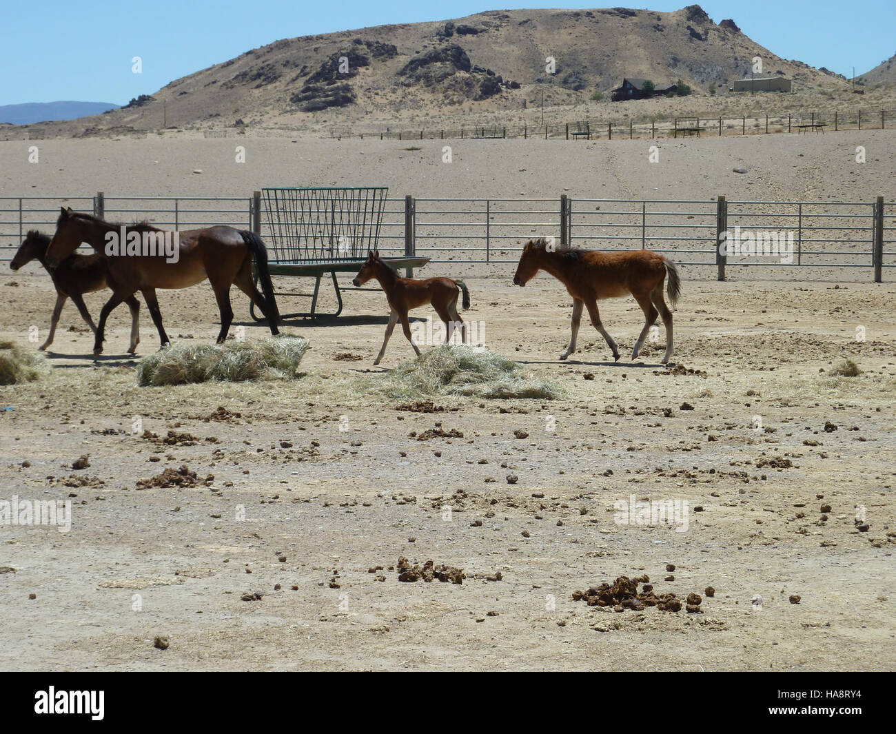 Mares and foals at the PVC (Pah Rah Valley Complex) in Nevada are part ...