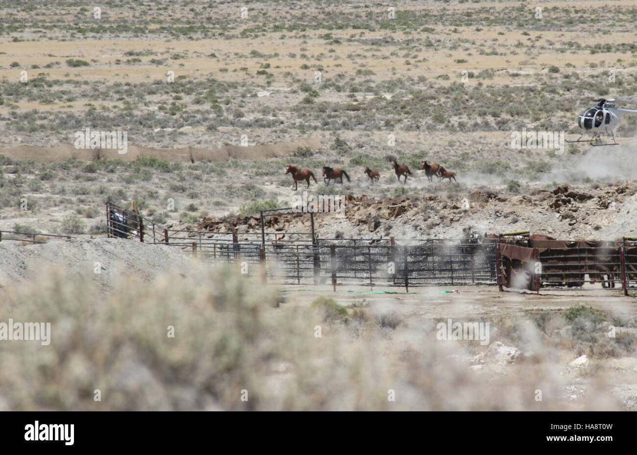 The Jackson Mountains HMA in Nevada hosted an emergency wild horse ...