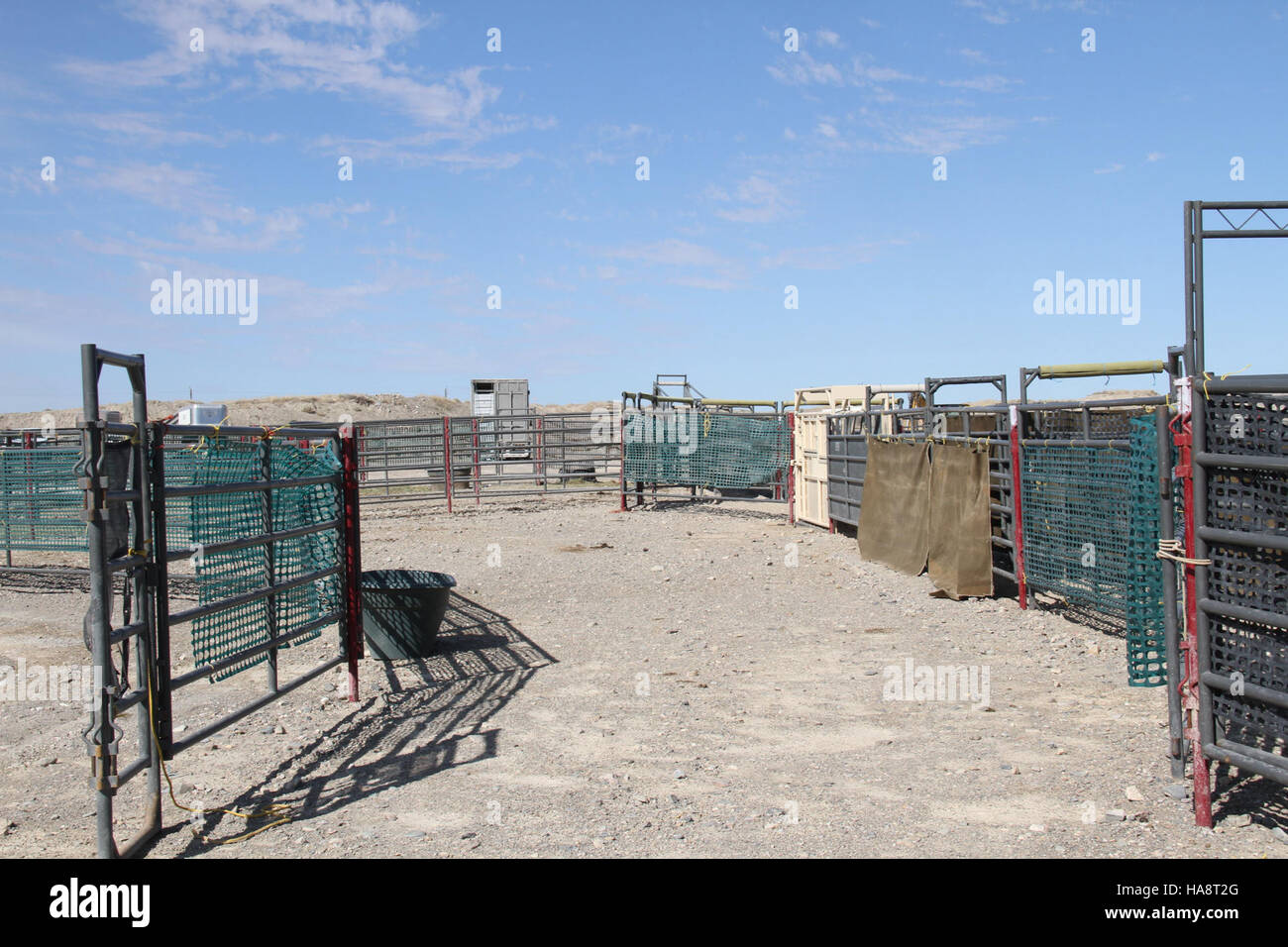 The Bureau of Land Management conducted an emergency wild horse gather ...