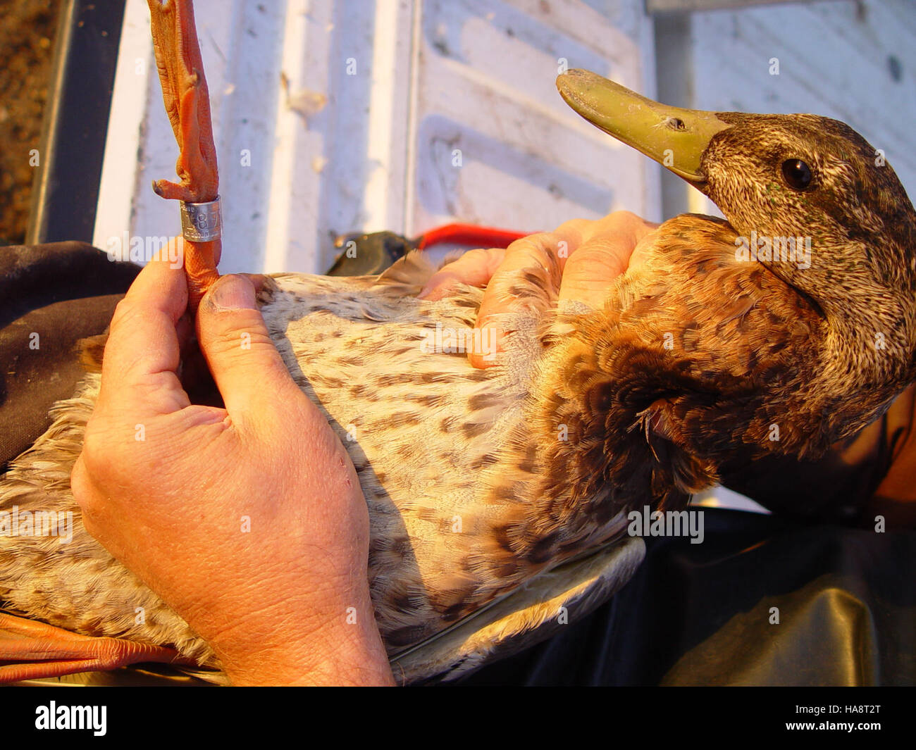 usfwsmtnprairie 14726039425 Newly Banded Duck Stock Photo Alamy