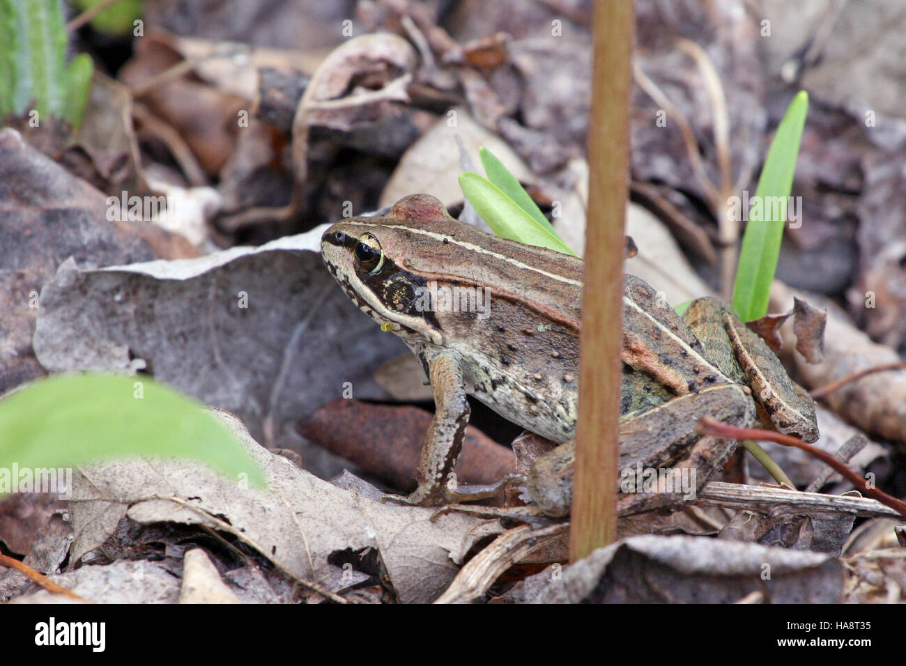 Adaptable Frog A wood frog, native to various national parks, is seen in its natural ...