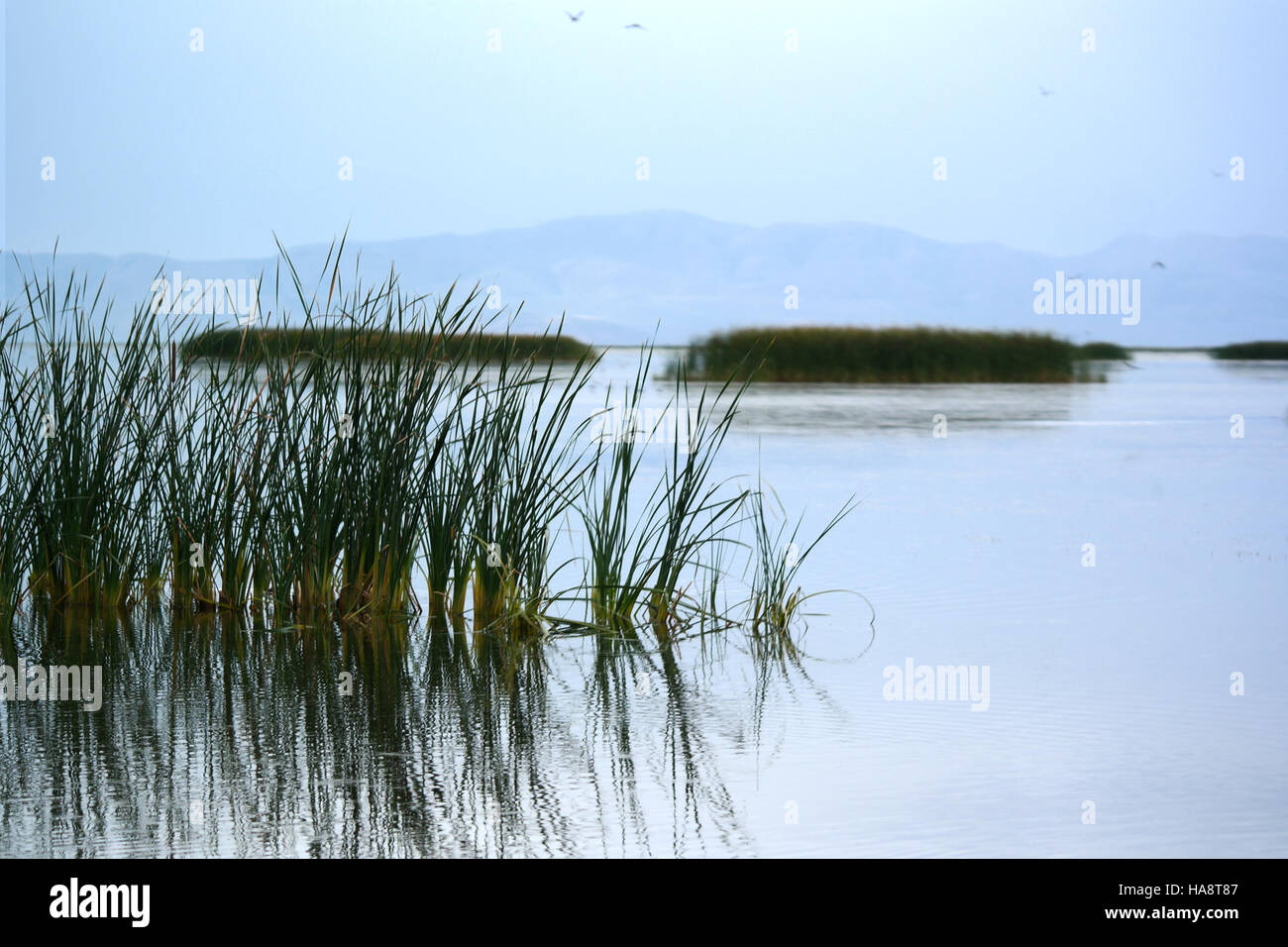 Curated visual reference: Gallery Detail: A Focus On The Ear River Migratory Bird Refuge Highlighting