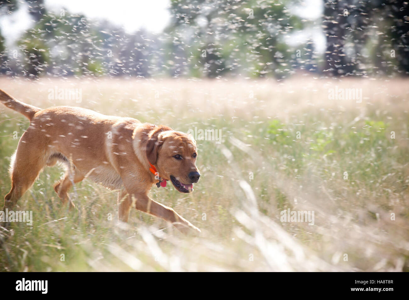 A yellow lab is seen among a cloud of insects in a national park. This ...
