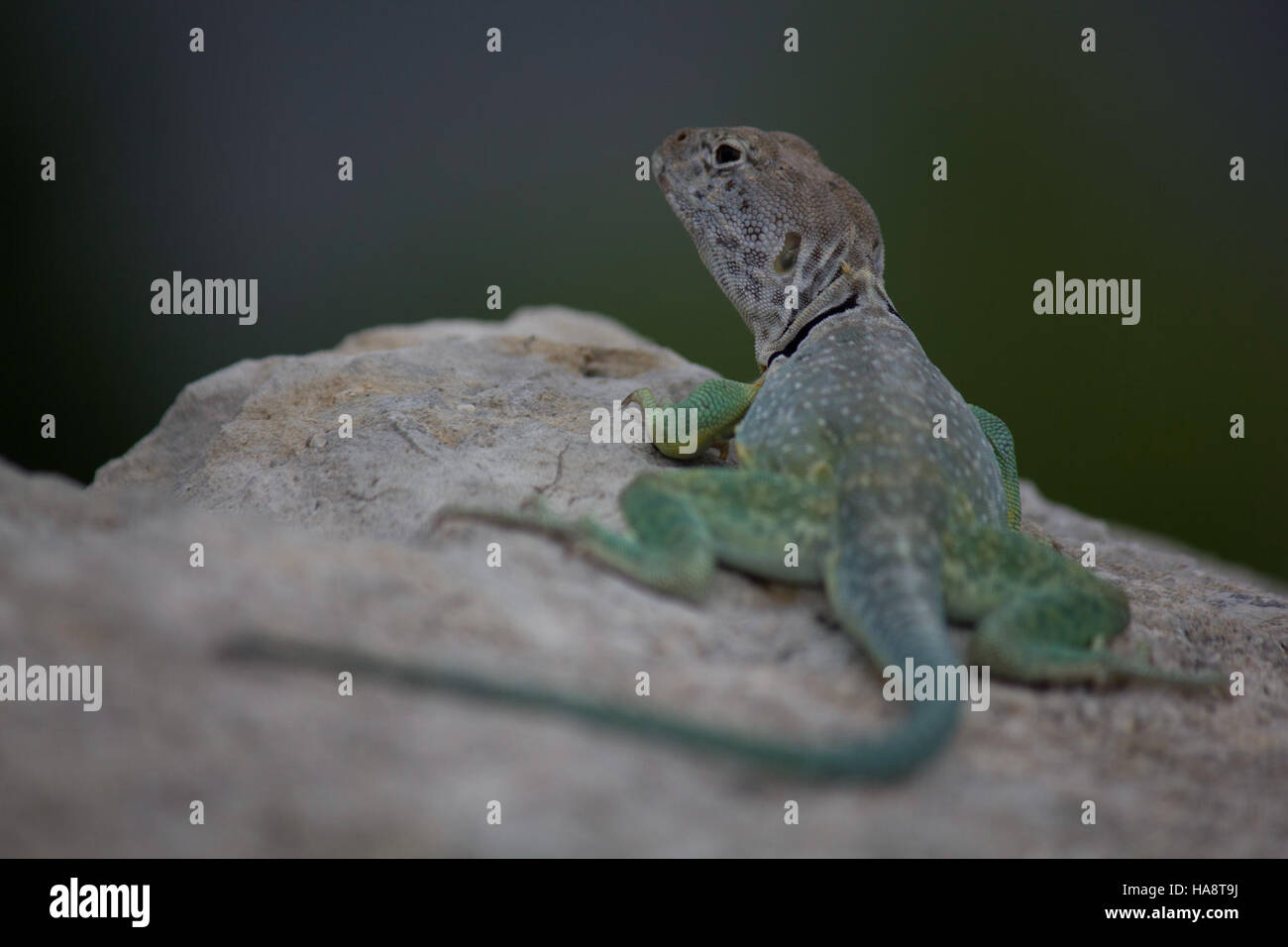 The Collared Lizard, spotted in the Flint Hills National Park ...