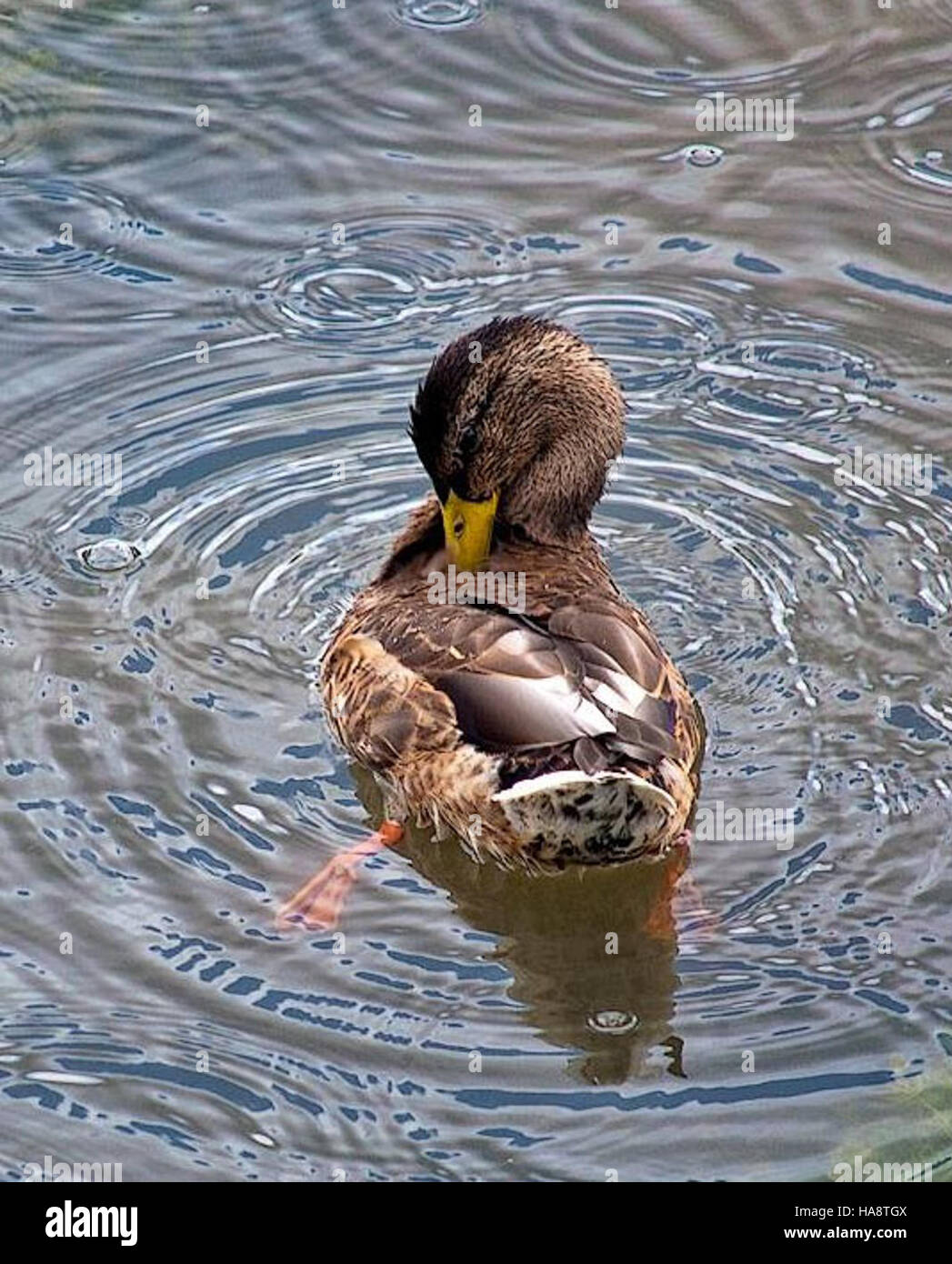 Paddling and preening activities in a national park showcase wildlife ...