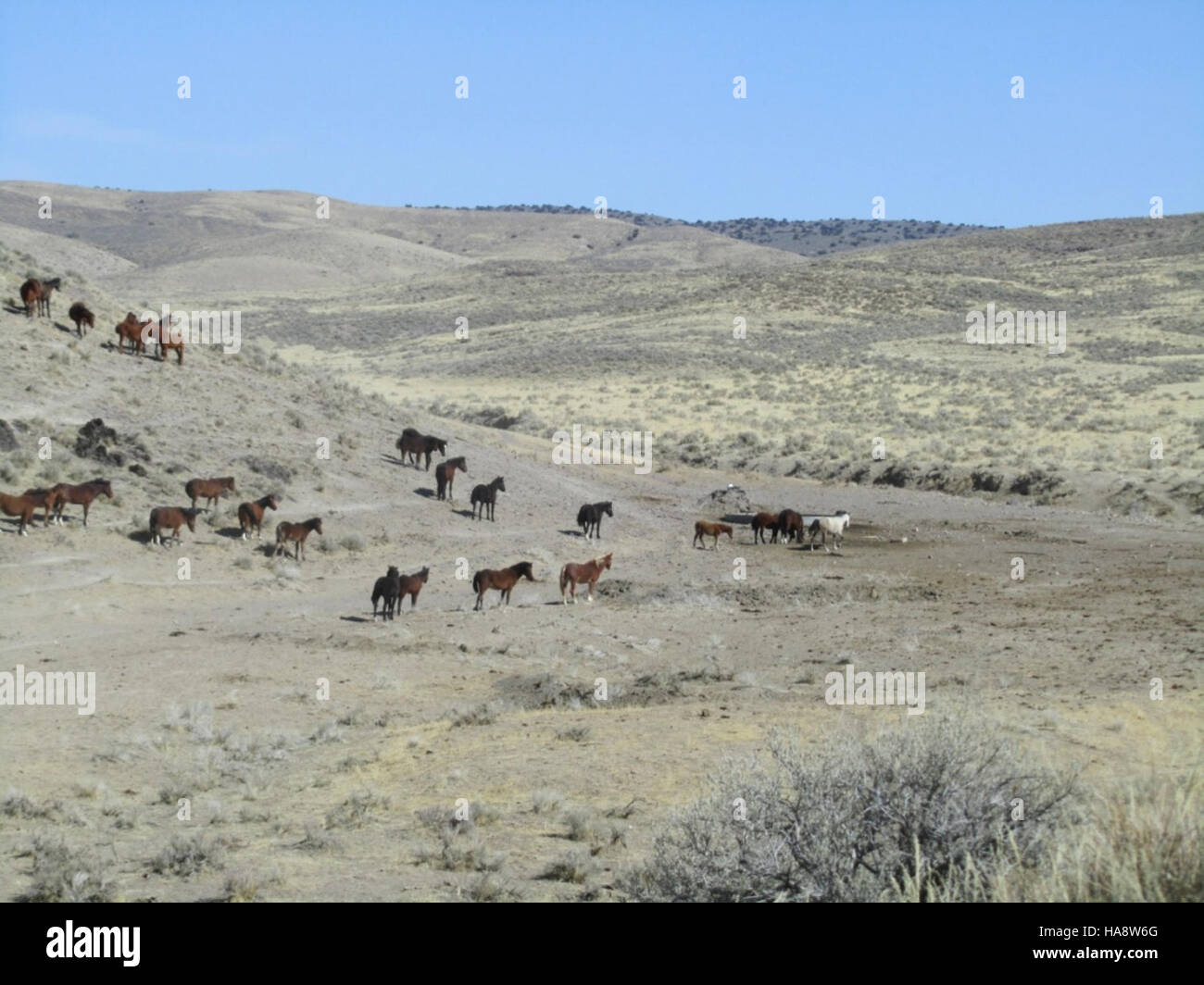 A photo from the Bureau of Land Management in Nevada, showing range ...