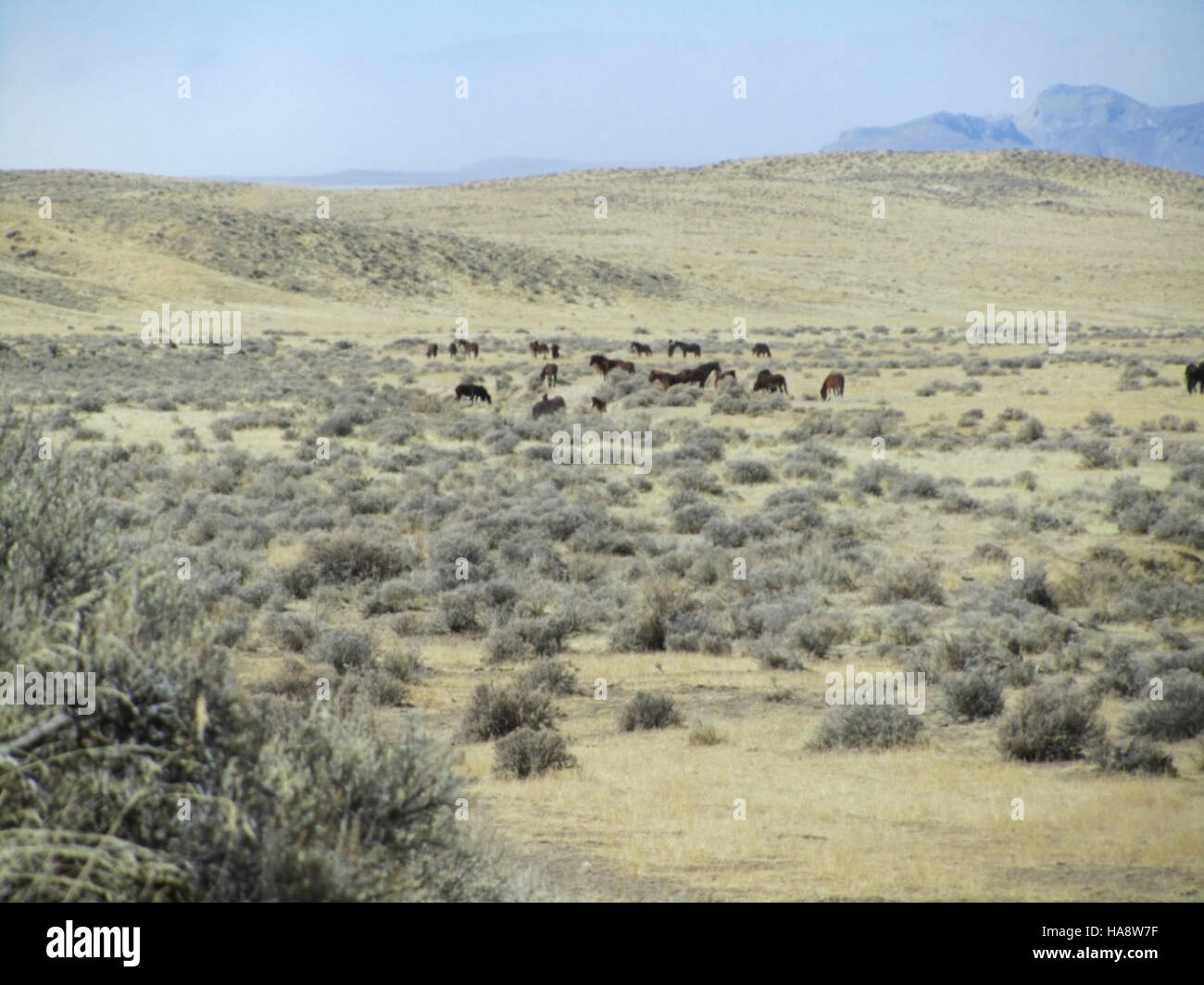 The Jackson Mountains HMA (Herd Management Area) in Nevada is monitored ...