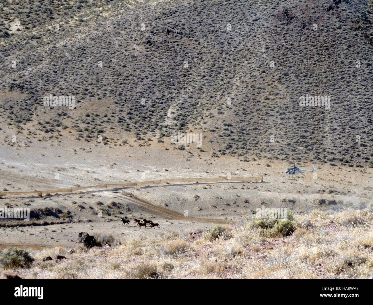 Day Two of the emergency wild horse gather in the Jackson Mountains HMA ...