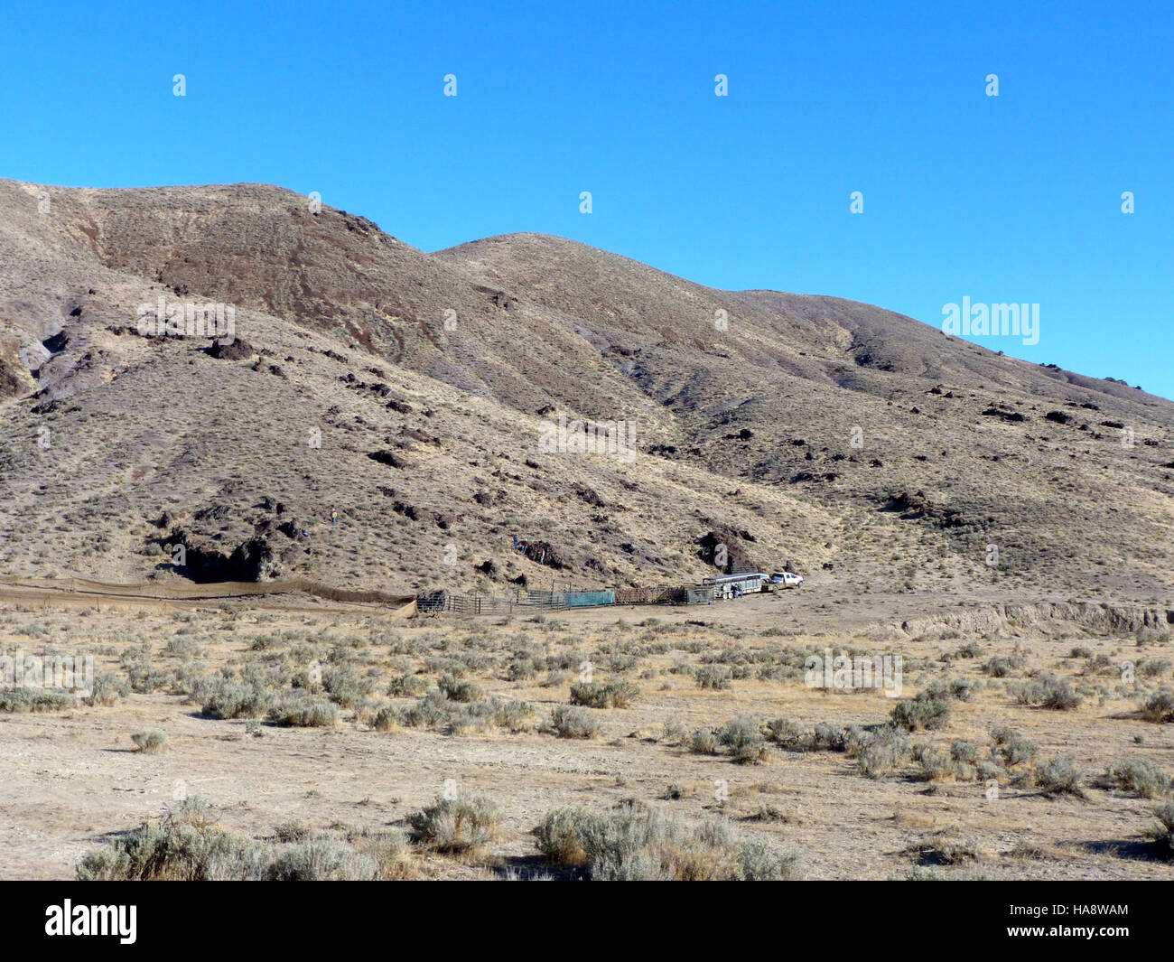 blmnevada 7356520922 Jackson Mountains HMA Emergency Wild Horse Gather ...