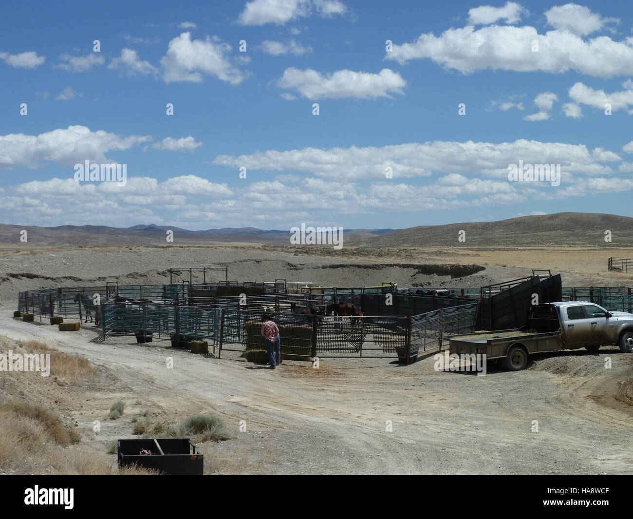 blmnevada 7366215166 Jackson Mountains HMA Emergency Wild Horse Gather ...