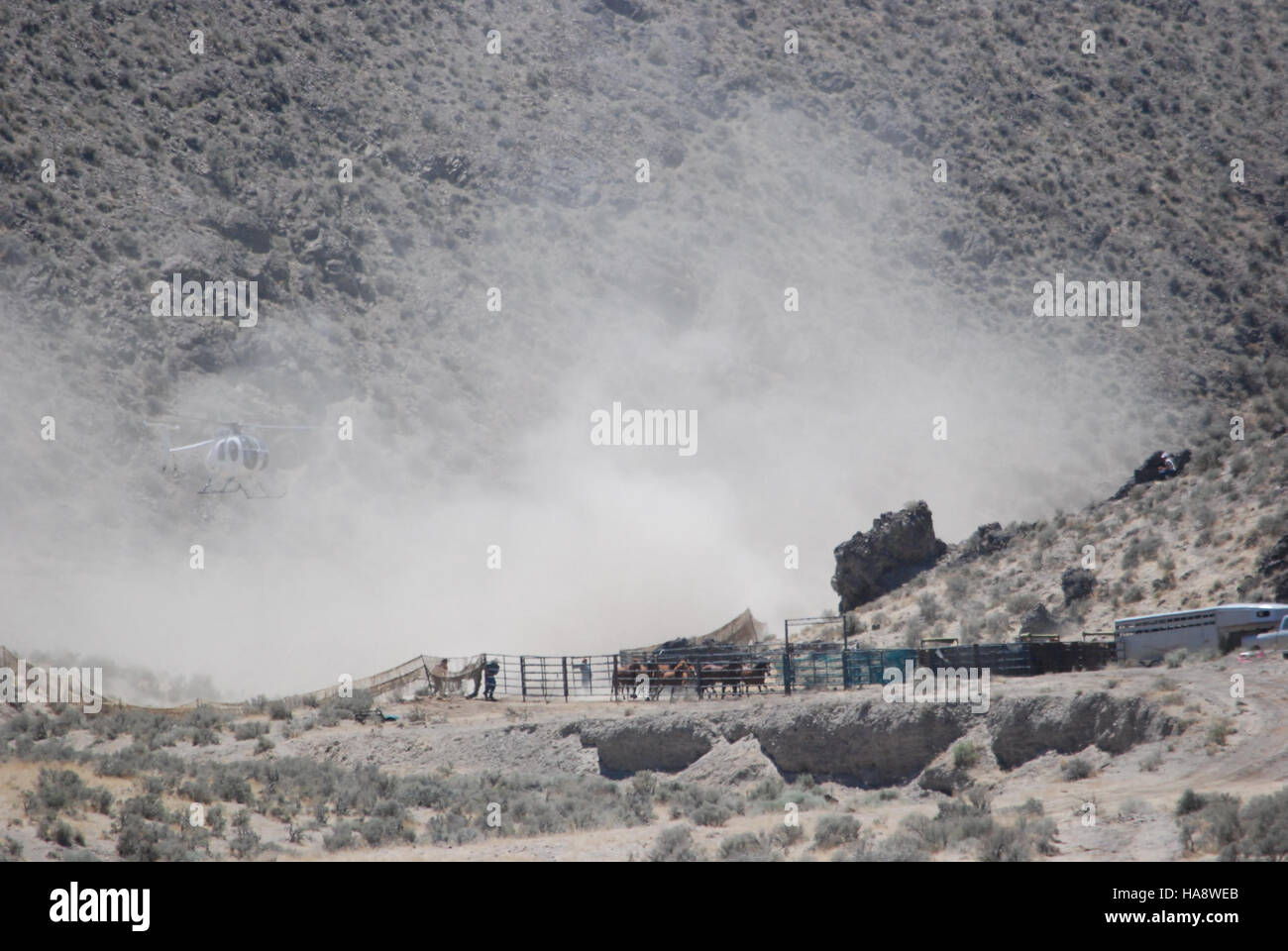 Day Three of the emergency wild horse gather in the Jackson Mountains ...