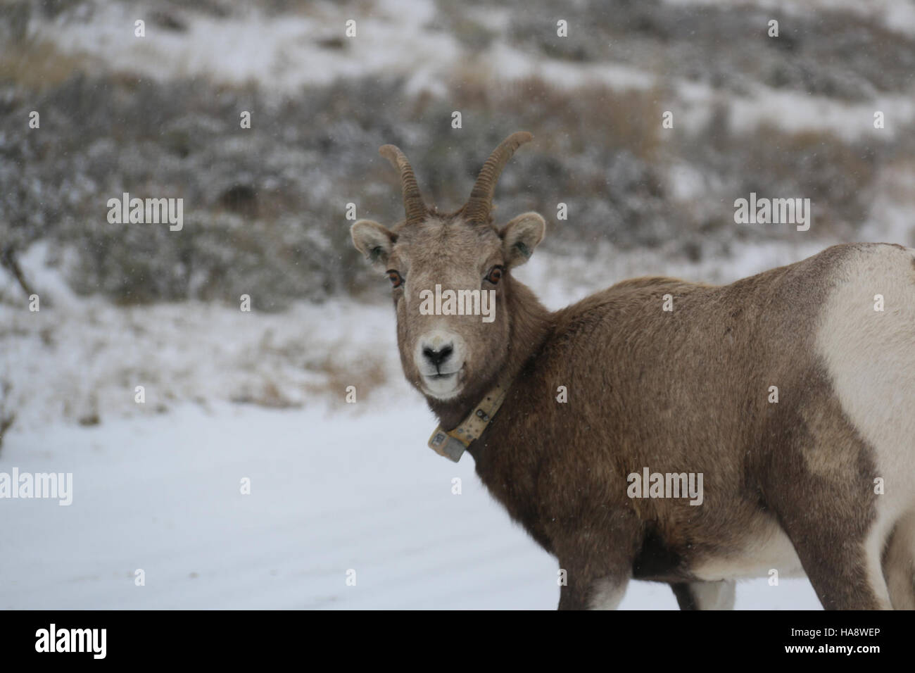 usfwsmtnprairie 16013673537 Not Just for Decoration Stock Photo Alamy