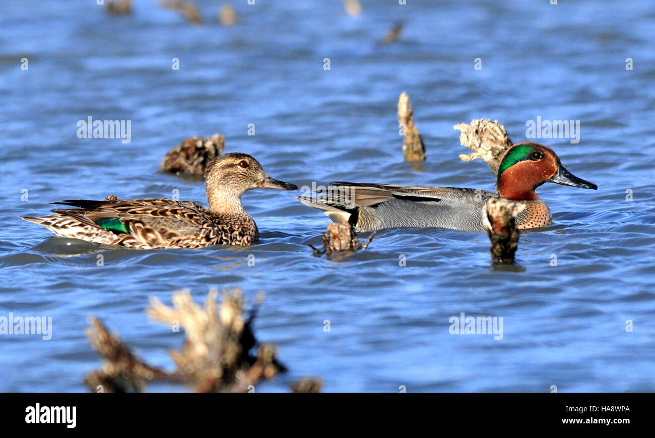 usfwsmtnprairie 16388996884 Green Winged Teal Pair Seedskadee NWR Stock