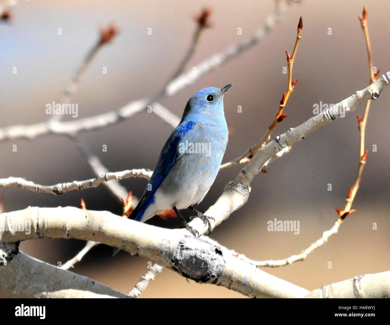 The Mountain Bluebird, a striking bird known for its vibrant blue color ...