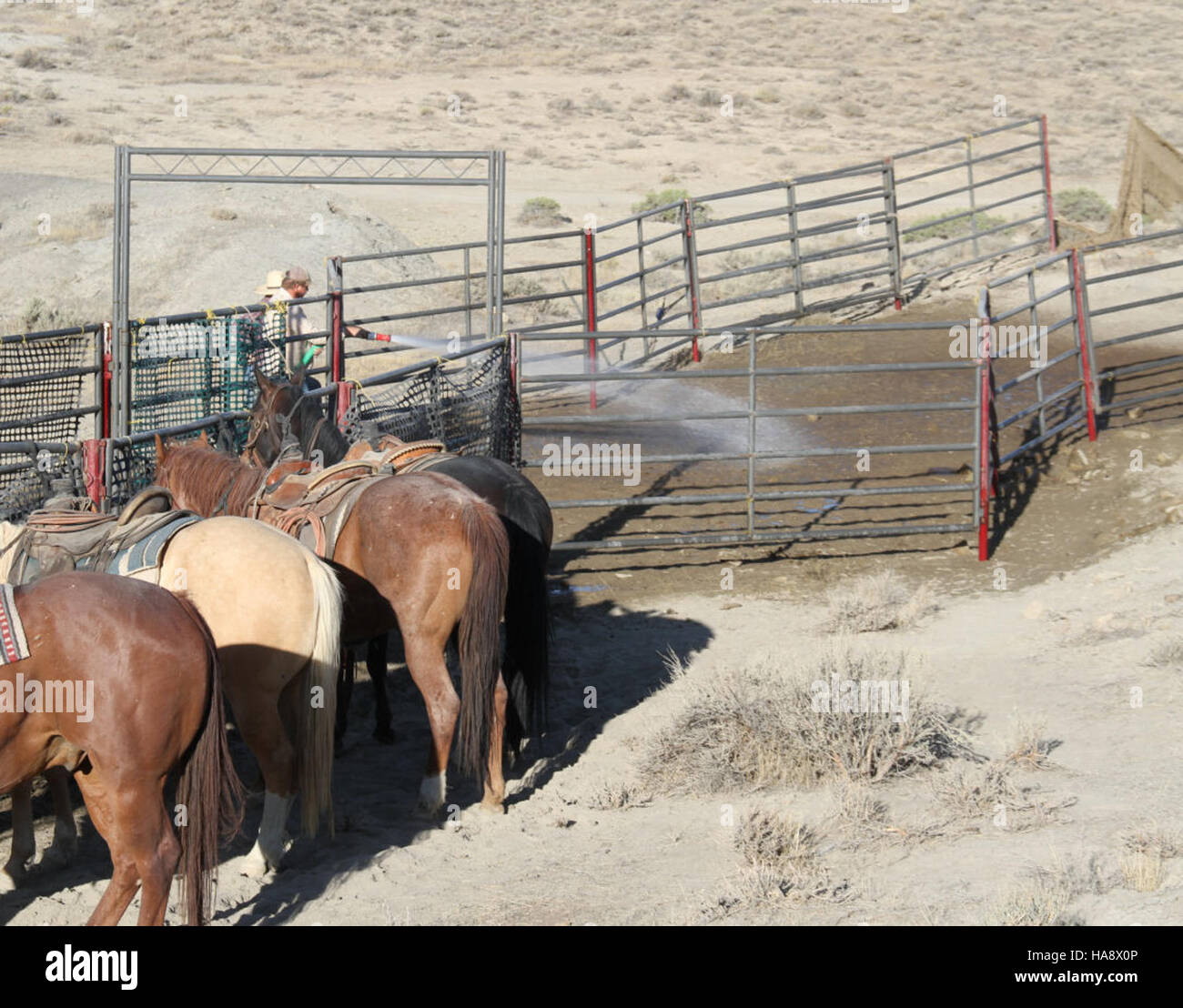 The Jackson Mountains HMA Wild Horse Gather program focuses on managing ...