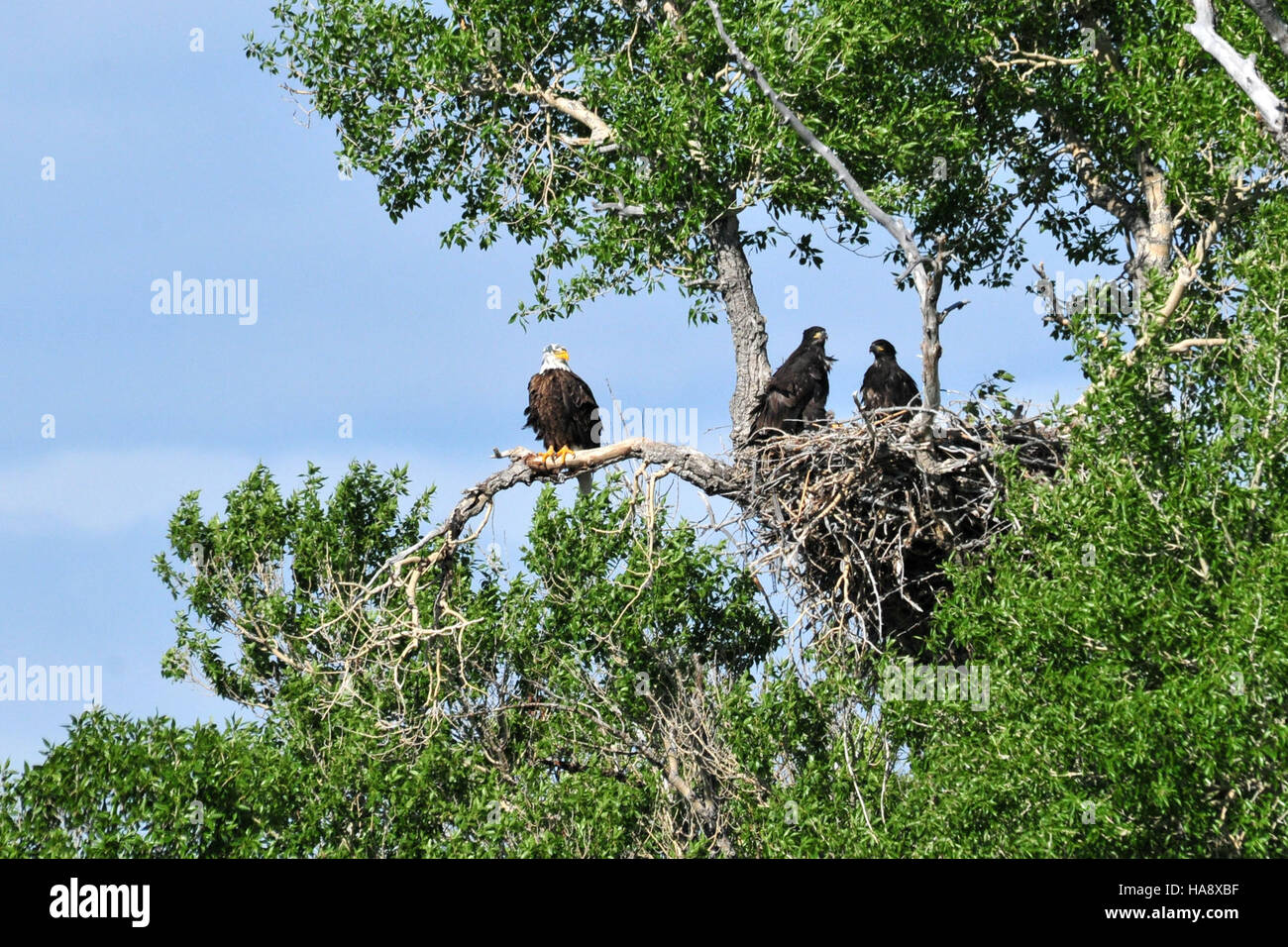 usfwsmtnprairie 18619053261 Bald Eagle Eaglets Seedskadee NWR Stock