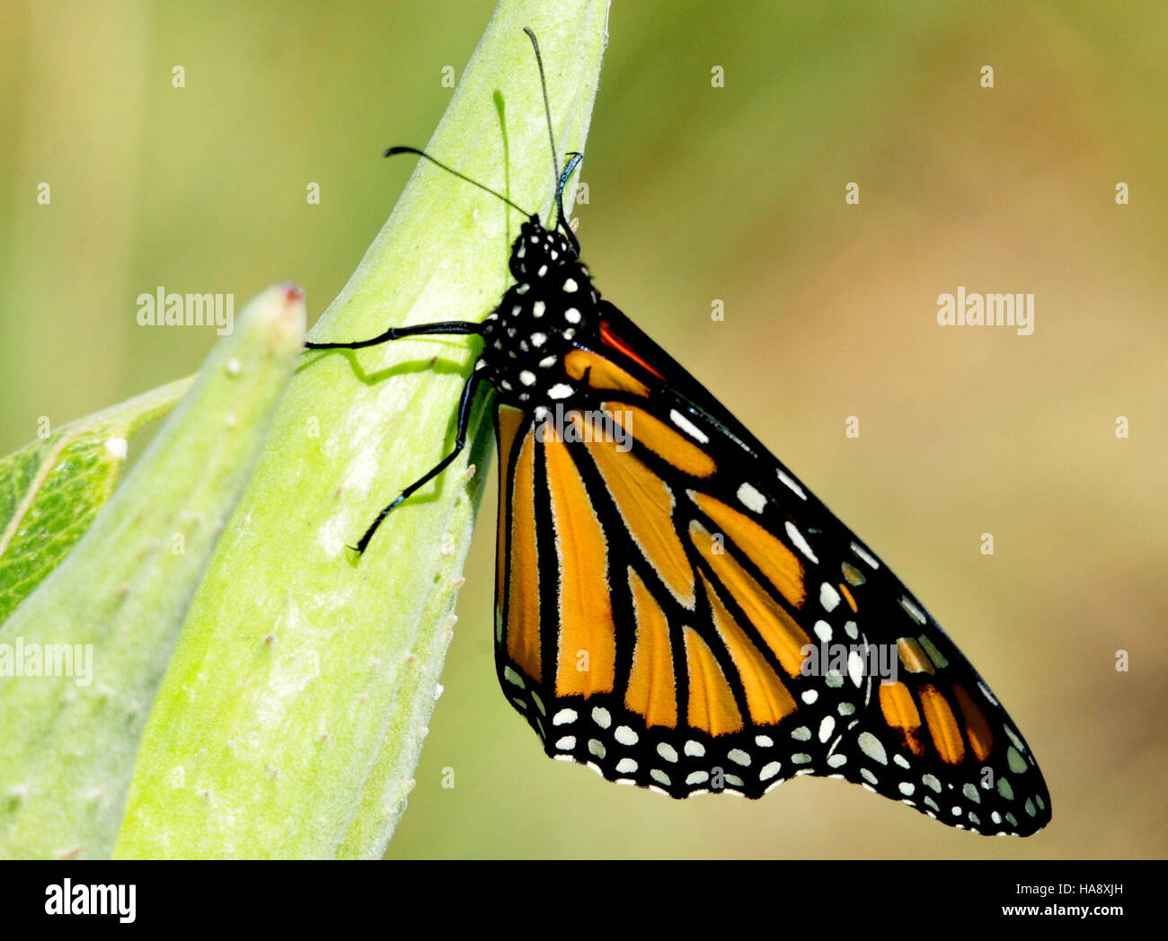 A female Monarch butterfly rests on a showy milkweed pod at Seedskadee National Wildlife Refuge, highlighting the park's role in supporting migratory species. Stock Photo
