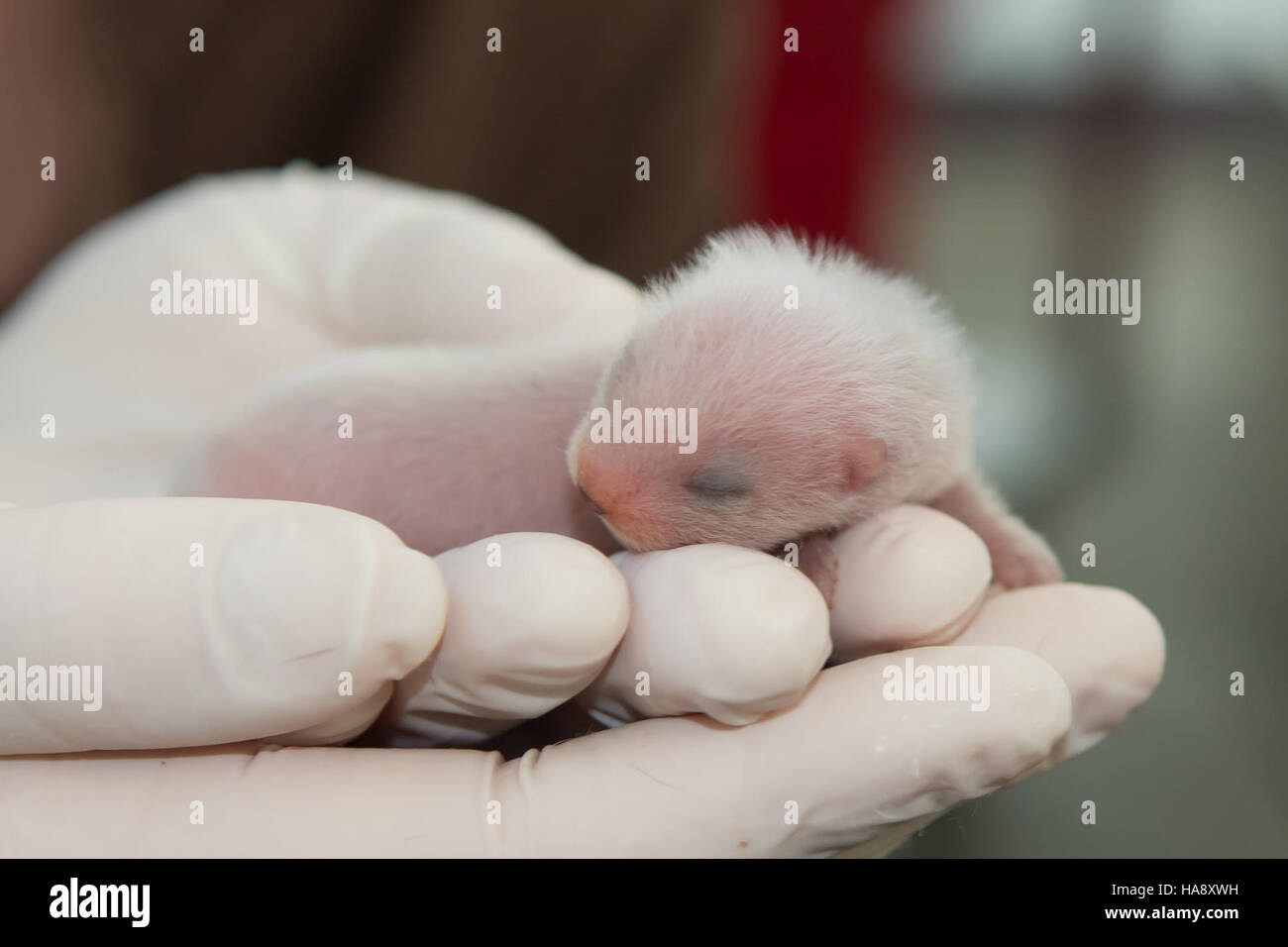 A newborn black-footed ferret kit is shown in its natural habitat ...