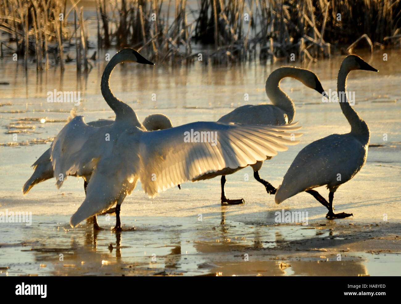 Trumpeter swans are seen at sunrise on Seedskadee National Wildlife ...