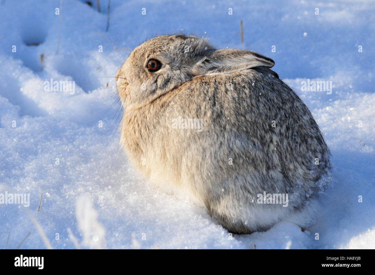 A mountain cottontail rabbit spotted at Seedskadee National Wildlife ...