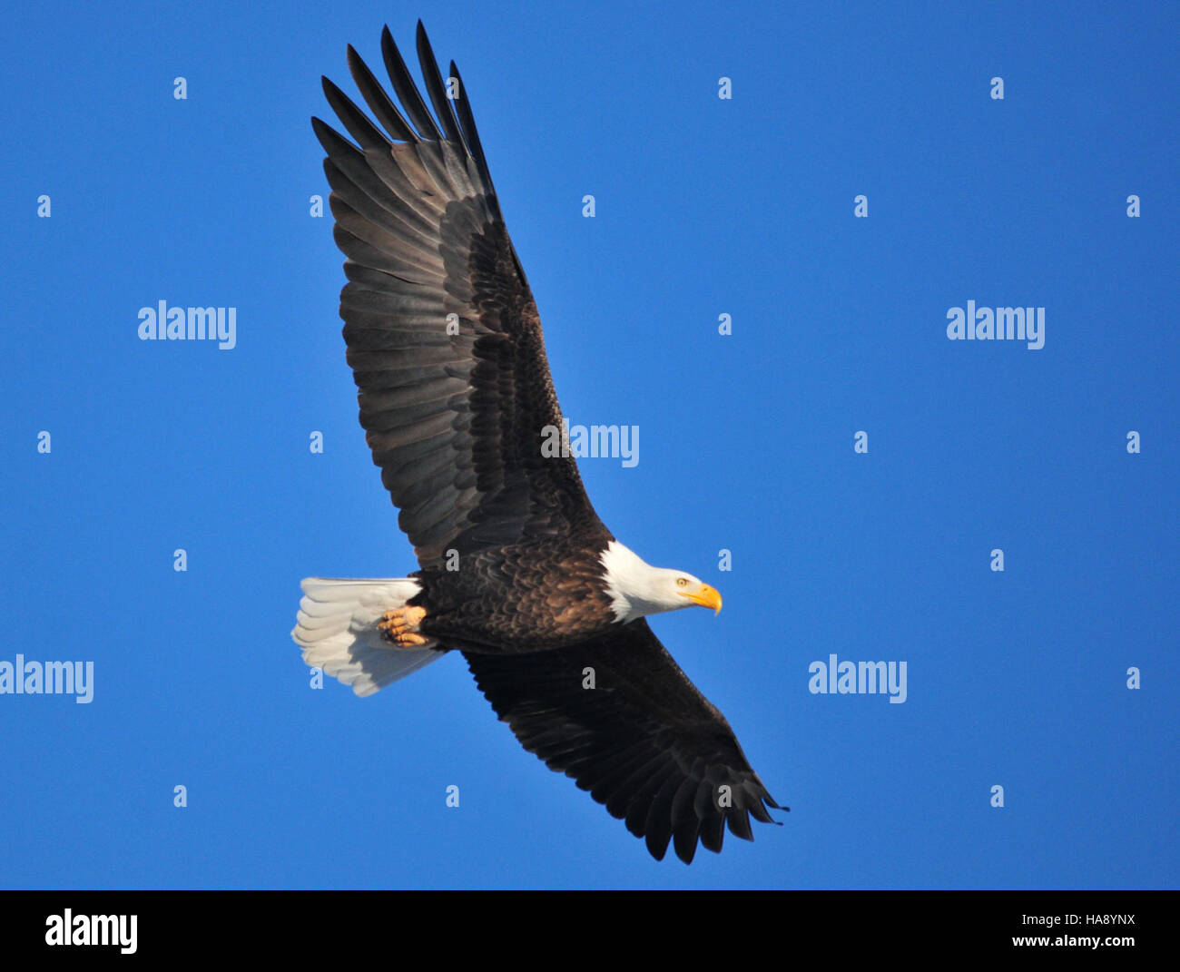 Bald eagle lands in hi-res stock photography and images - Alamy