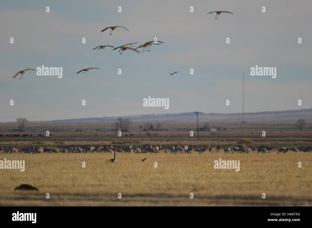 usfwsmtnprairie 25162396174 Monte Vista Crane Festival Stock Photo Alamy