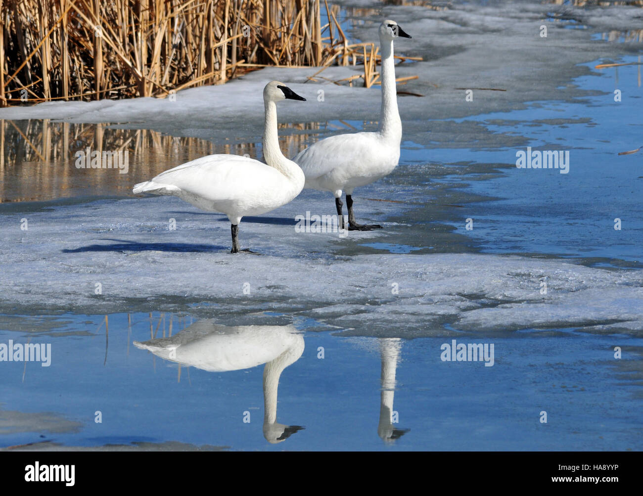 Trumpeter swans thrive at Seedskadee National Wildlife Refuge, where ...