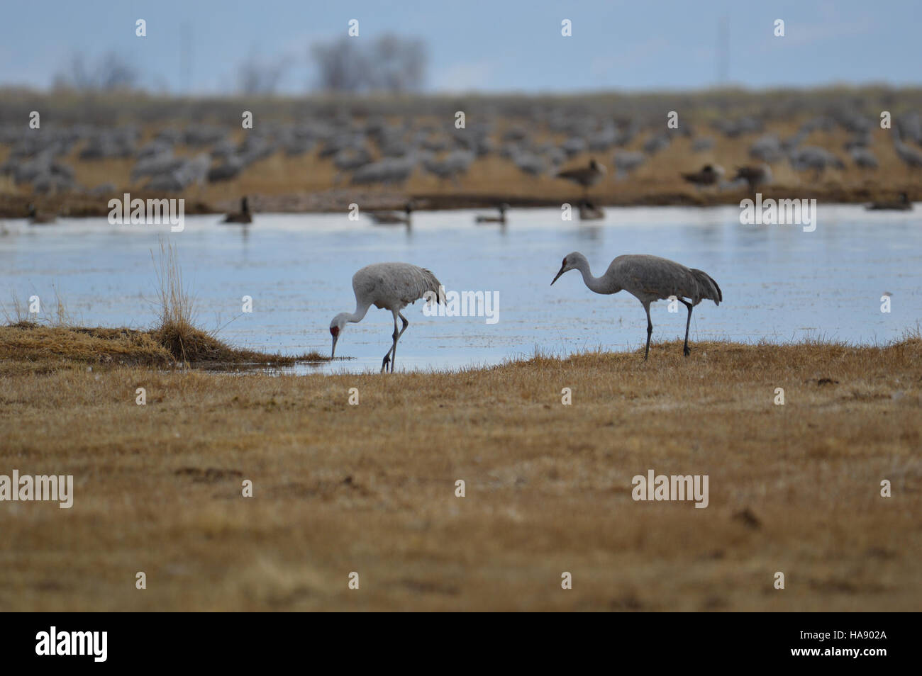 usfwsmtnprairie 25671936442 Monte Vista Crane Festival Stock Photo Alamy