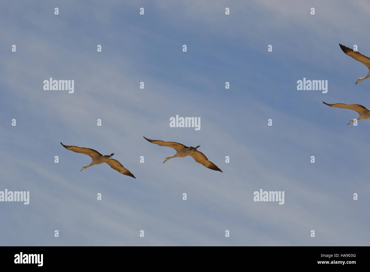 usfwsmtnprairie 25766797476 Monte Vista Crane Festival Stock Photo Alamy