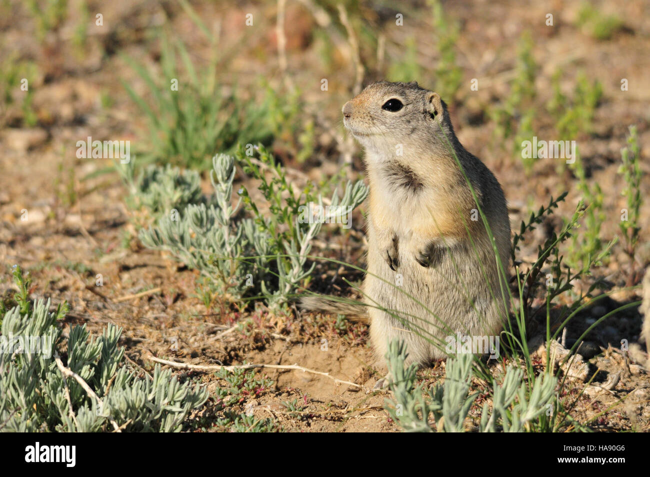 A Wyoming ground squirrel is spotted in the Seedskadee National ...